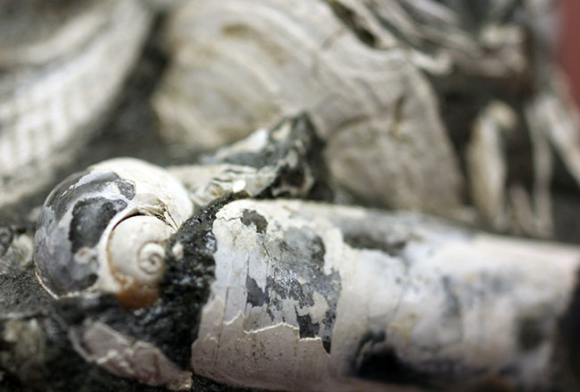 中新世前期の富山県の地層から採集された貝類の化石。マテ貝あり。（その6）