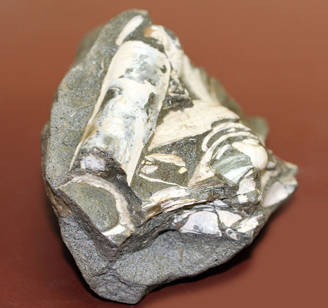 中新世前期の富山県の地層から採集された貝類の化石。マテ貝あり。（その8）