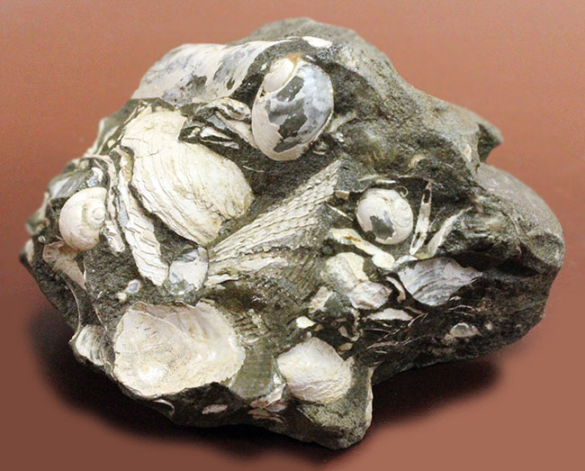 中新世前期の富山県の地層から採集された貝類の化石。マテ貝あり。（その9）