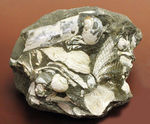 中新世前期の富山県の地層から採集された貝類の化石。マテ貝あり。