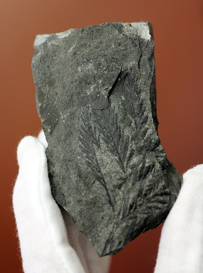 国産（徳島県上勝町）の中生代白亜紀のシダ植物の化石（その1）