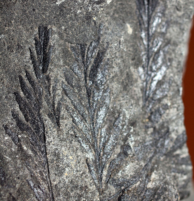 国産（徳島県上勝町）の中生代白亜紀のシダ植物の化石（その2）