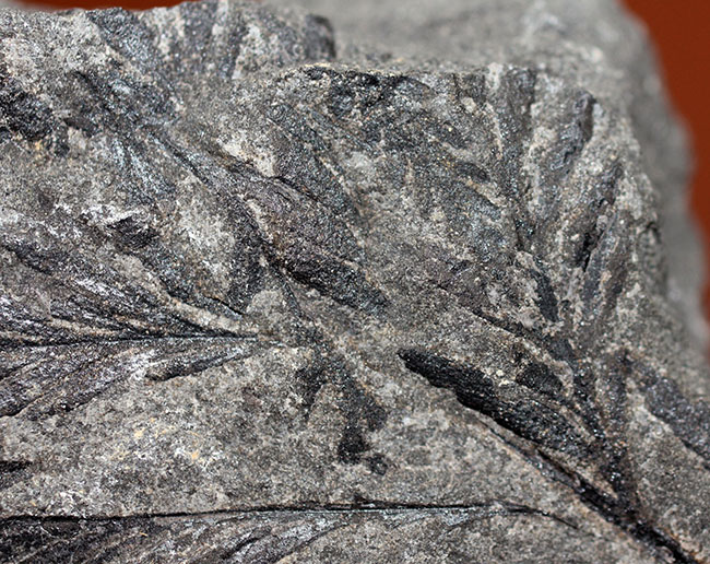国産（徳島県上勝町）の中生代白亜紀のシダ植物の化石（その6）