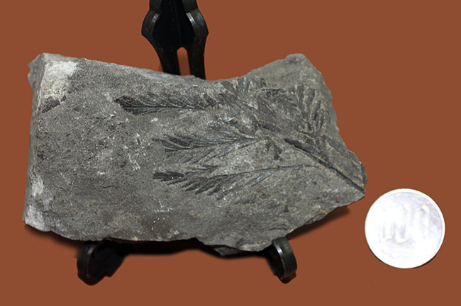 国産（徳島県上勝町）の中生代白亜紀のシダ植物の化石（その9）