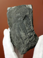 国産（徳島県上勝町）の中生代白亜紀のシダ植物の化石