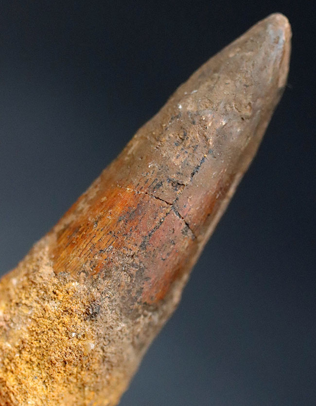 プレゼントにいかがでしょうか?恐竜、スピノサウルス(Spinosaurus)の歯化石。長さ、厚みともにあり。(その1)