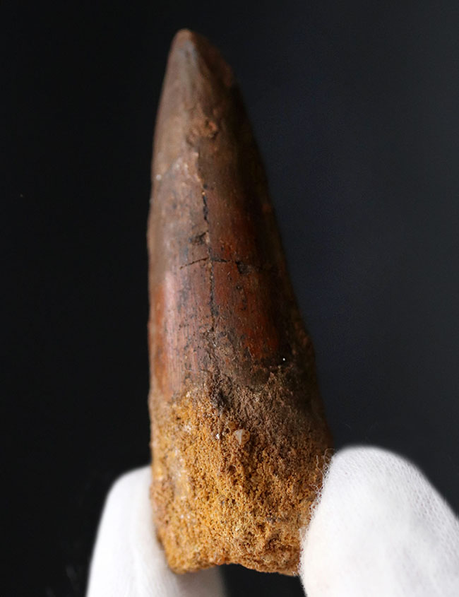 プレゼントにいかがでしょうか?恐竜、スピノサウルス(Spinosaurus)の歯化石。長さ、厚みともにあり。(その2)