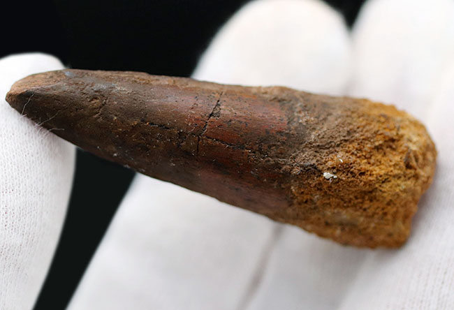 プレゼントにいかがでしょうか?恐竜、スピノサウルス(Spinosaurus)の歯化石。長さ、厚みともにあり。(その3)