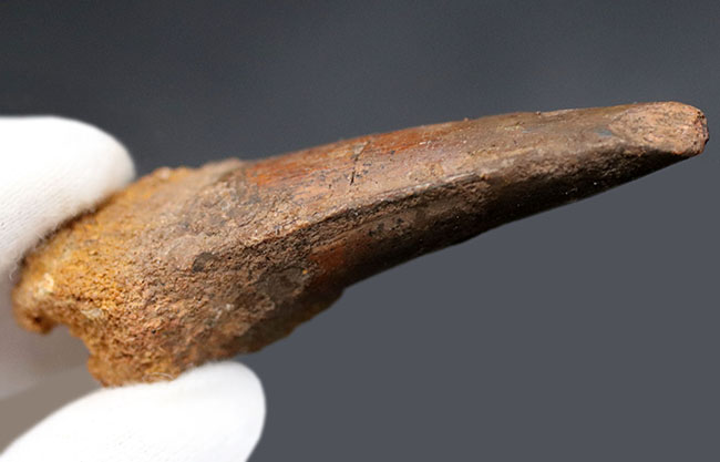 プレゼントにいかがでしょうか?恐竜、スピノサウルス(Spinosaurus)の歯化石。長さ、厚みともにあり。(その5)