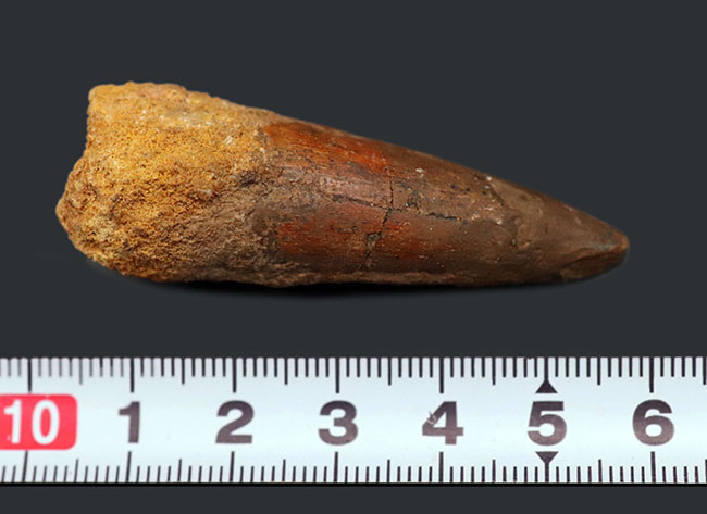 プレゼントにいかがでしょうか?恐竜、スピノサウルス(Spinosaurus)の歯化石。長さ、厚みともにあり。(その7)