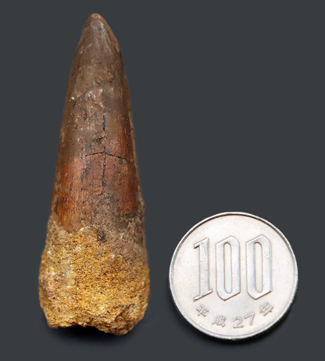 プレゼントにいかがでしょうか?恐竜、スピノサウルス(Spinosaurus)の歯化石。長さ、厚みともにあり。(その9)