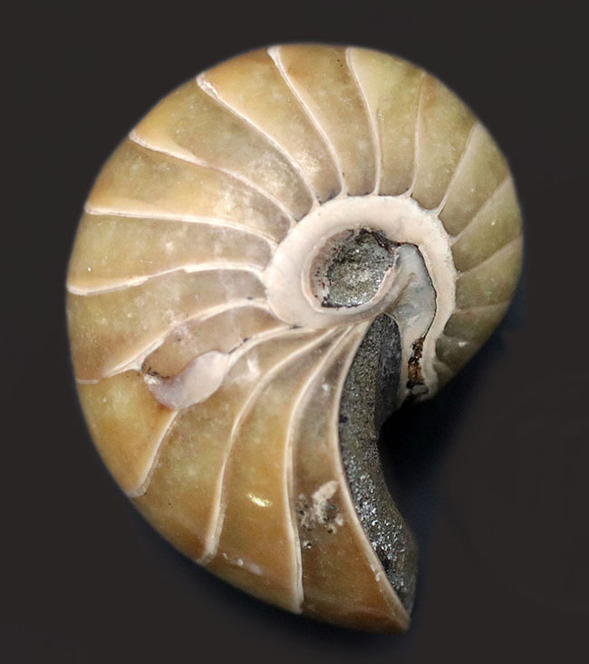 古生代から現世まで続いている生きた化石！中生代ジュラ紀の地層より採集された、典型的なオウムガイ（Nautilus）の化石（その1）