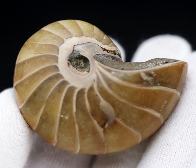 古生代から現世まで続いている生きた化石！中生代ジュラ紀の地層より採集された、典型的なオウムガイ（Nautilus）の化石（その4）