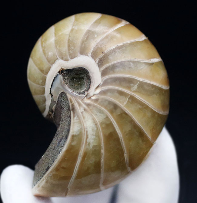 古生代から現世まで続いている生きた化石！中生代ジュラ紀の地層より採集された、典型的なオウムガイ（Nautilus）の化石（その5）