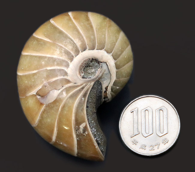 古生代から現世まで続いている生きた化石！中生代ジュラ紀の地層より採集された、典型的なオウムガイ（Nautilus）の化石（その9）