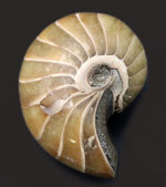 古生代から現世まで続いている生きた化石！中生代ジュラ紀の地層より採集された、典型的なオウムガイ（Nautilus）の化石