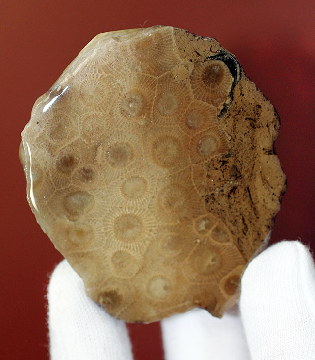 美しいコロニーを楽しめる古生代デボン紀のサンゴ化石、ヘキサゴナリア(Hexagonaria percarinata)のカット表面(その1)