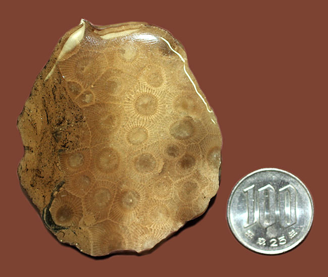 美しいコロニーを楽しめる古生代デボン紀のサンゴ化石、ヘキサゴナリア(Hexagonaria percarinata)のカット表面(その10)