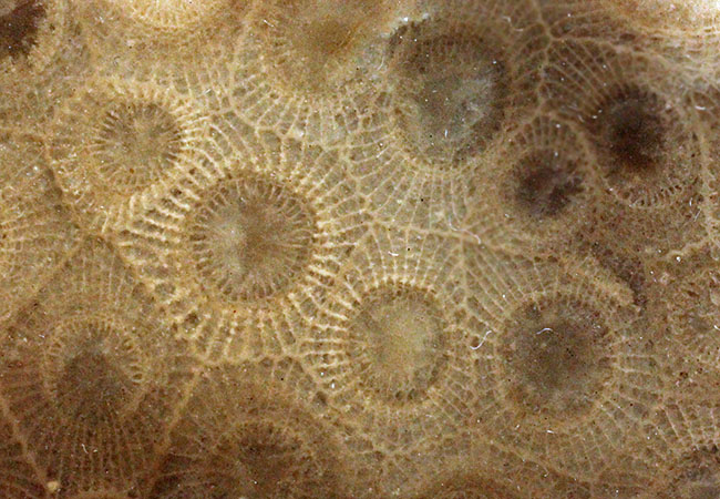 美しいコロニーを楽しめる古生代デボン紀のサンゴ化石、ヘキサゴナリア(Hexagonaria percarinata)のカット表面（その2）