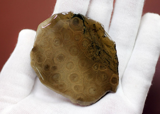 美しいコロニーを楽しめる古生代デボン紀のサンゴ化石、ヘキサゴナリア(Hexagonaria percarinata)のカット表面(その3)