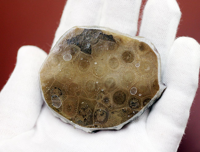 美しいコロニーを楽しめる古生代デボン紀のサンゴ化石、ヘキサゴナリア(Hexagonaria percarinata)のカット表面(その4)