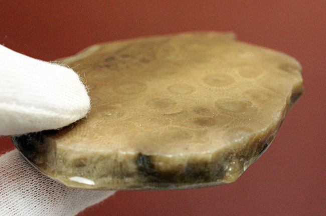 美しいコロニーを楽しめる古生代デボン紀のサンゴ化石、ヘキサゴナリア(Hexagonaria percarinata)のカット表面（その5）