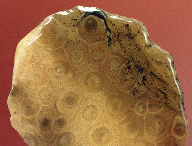 美しいコロニーを楽しめる古生代デボン紀のサンゴ化石、ヘキサゴナリア(Hexagonaria percarinata)のカット表面（その6）