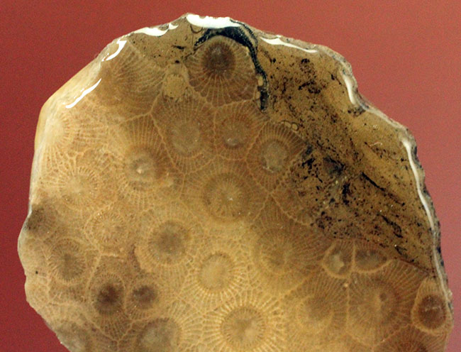 美しいコロニーを楽しめる古生代デボン紀のサンゴ化石、ヘキサゴナリア(Hexagonaria percarinata)のカット表面(その6)