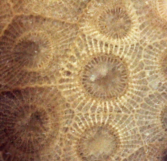 美しいコロニーを楽しめる古生代デボン紀のサンゴ化石、ヘキサゴナリア(Hexagonaria percarinata)のカット表面(その7)