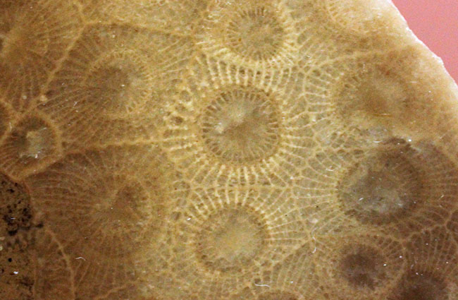 美しいコロニーを楽しめる古生代デボン紀のサンゴ化石、ヘキサゴナリア(Hexagonaria percarinata)のカット表面（その8）