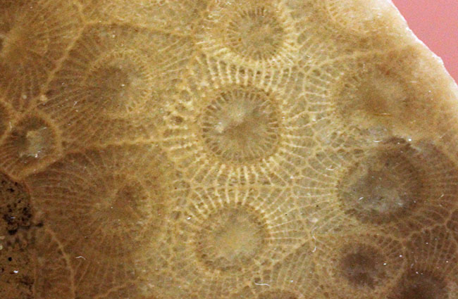 美しいコロニーを楽しめる古生代デボン紀のサンゴ化石、ヘキサゴナリア(Hexagonaria percarinata)のカット表面(その8)
