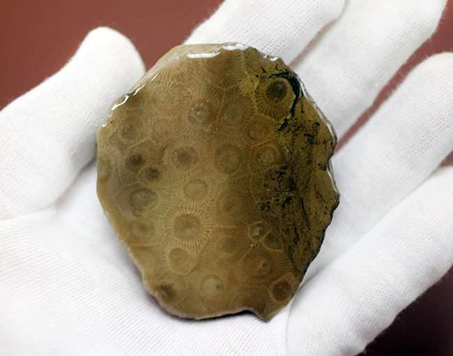 美しいコロニーを楽しめる古生代デボン紀のサンゴ化石、ヘキサゴナリア(Hexagonaria percarinata)のカット表面(その9)