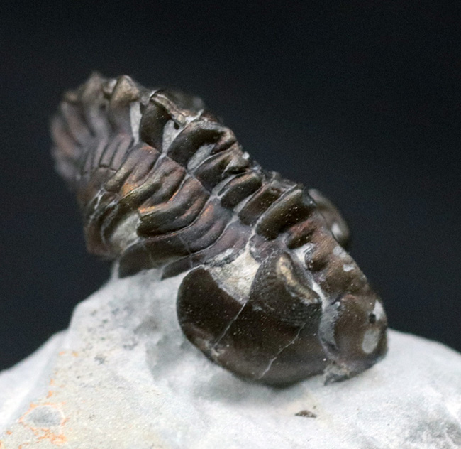 ベリーレア!イングランドのシルル紀の地層より採集された三葉虫、アカストイデス・コンストリクタ(Acastoides constricta)(その1)