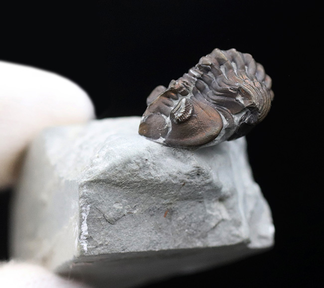 ベリーレア!イングランドのシルル紀の地層より採集された三葉虫、アカストイデス・コンストリクタ(Acastoides constricta)(その2)
