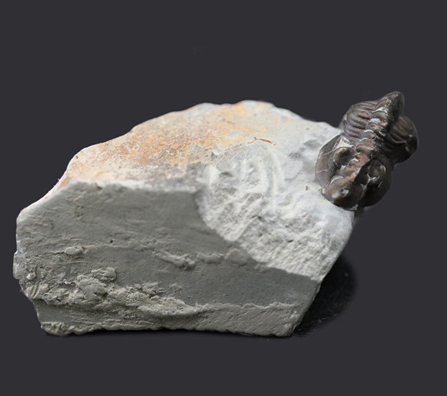 ベリーレア!イングランドのシルル紀の地層より採集された三葉虫、アカストイデス・コンストリクタ(Acastoides constricta)(その3)