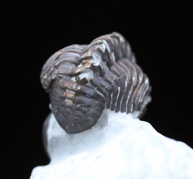 ベリーレア!イングランドのシルル紀の地層より採集された三葉虫、アカストイデス・コンストリクタ(Acastoides constricta)(その4)