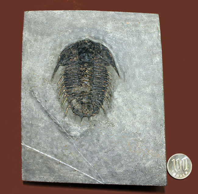 希少！米国ユタ州産三葉虫オレノイデス・ネヴァデンシス