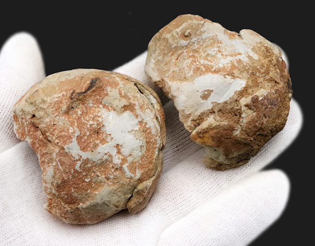 ネガ、ポジ両方揃っています!古生代オルドビス紀の原始的な三葉虫、カリメネ(Calymene)のノジュール標本(その5)