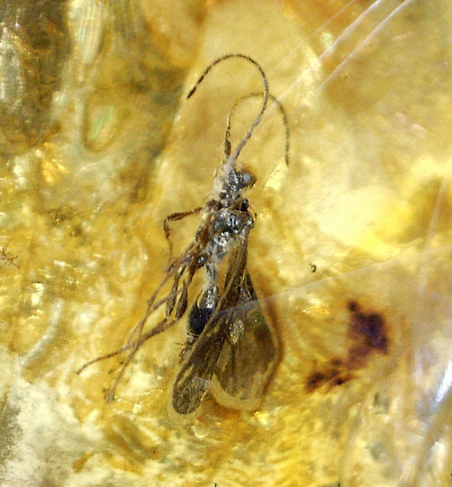 ハチ目の虫を内包した、バルト海産虫入り琥珀(Amber)。光が当たると黄金色に輝きます!まさにリトアニアンゴールド(その1)