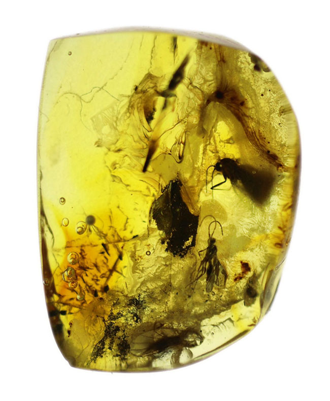 ハチ目の虫を内包した、バルト海産虫入り琥珀(Amber)。光が当たると黄金色に輝きます!まさにリトアニアンゴールド(その2)