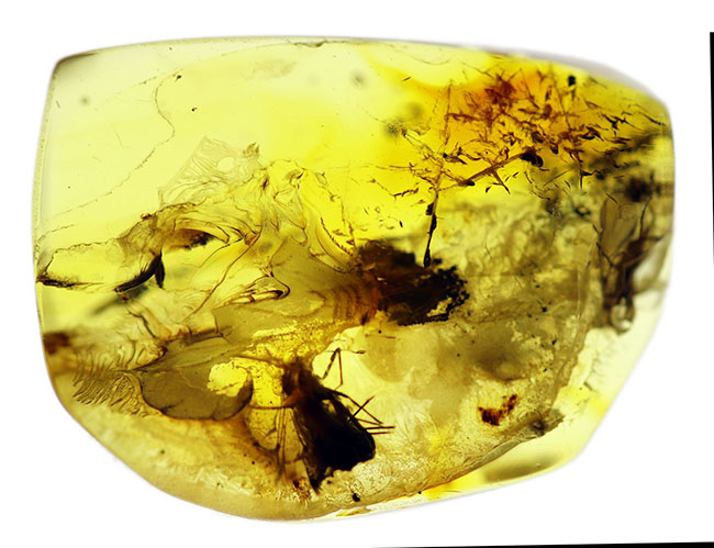 ハチ目の虫を内包した、バルト海産虫入り琥珀(Amber)。光が当たると黄金色に輝きます!まさにリトアニアンゴールド(その4)