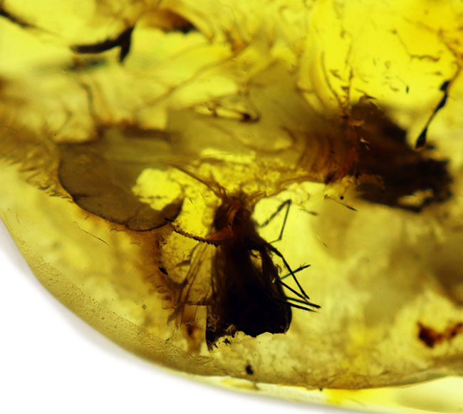 ハチ目の虫を内包した、バルト海産虫入り琥珀(Amber)。光が当たると黄金色に輝きます!まさにリトアニアンゴールド(その5)