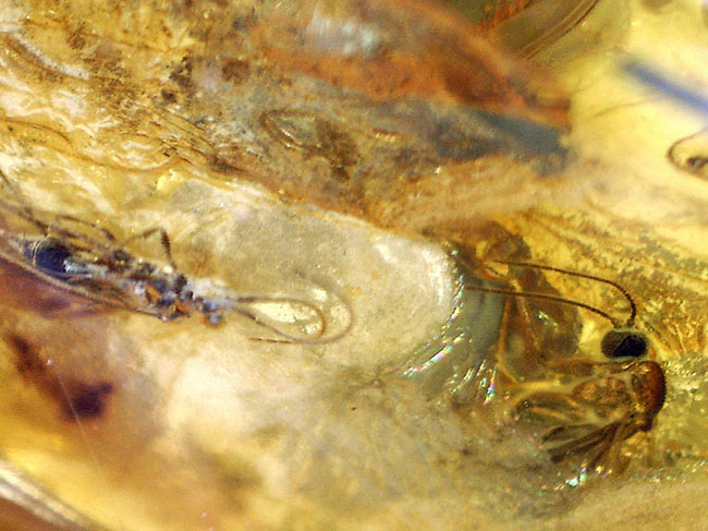 ハチ目の虫を内包した、バルト海産虫入り琥珀（Amber）。光が当たると黄金色に輝きます！まさにリトアニアンゴールド（その6）