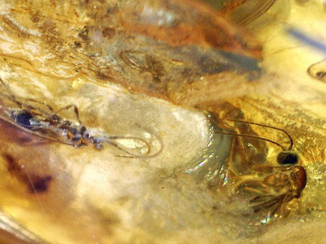 ハチ目の虫を内包した、バルト海産虫入り琥珀(Amber)。光が当たると黄金色に輝きます!まさにリトアニアンゴールド(その6)
