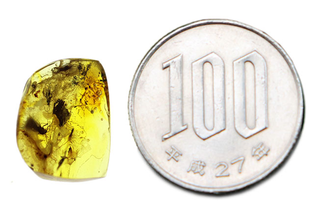 ハチ目の虫を内包した、バルト海産虫入り琥珀（Amber）。光が当たると