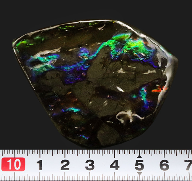 希少色のブルーやパープルを呈する、神秘的な味わいを持つアンモライト（Ammolite）のピース（その8）