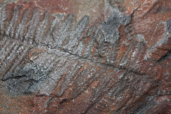 クッキリ、かつ立体的！古生代石炭紀のシダ植物の化石（その10）