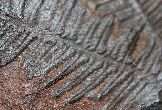 クッキリ、かつ立体的！古生代石炭紀のシダ植物の化石（その11）