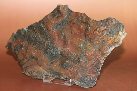 クッキリ、かつ立体的！古生代石炭紀のシダ植物の化石（その12）