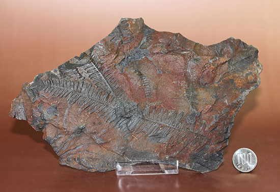 クッキリ、かつ立体的！古生代石炭紀のシダ植物の化石（その13）